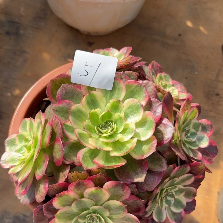 无花朵051特价云合无售后