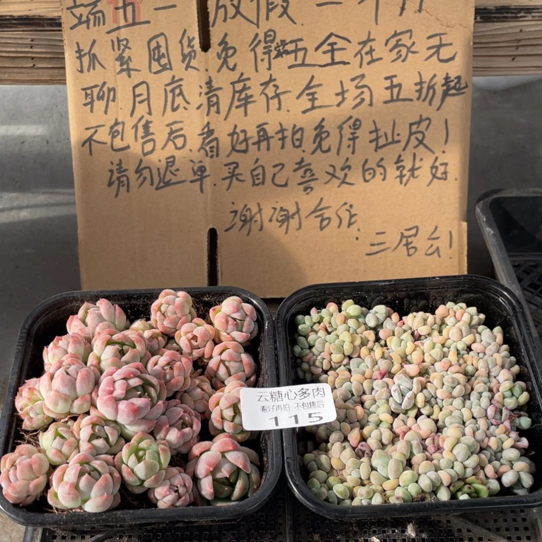 云糖心多肉植物115