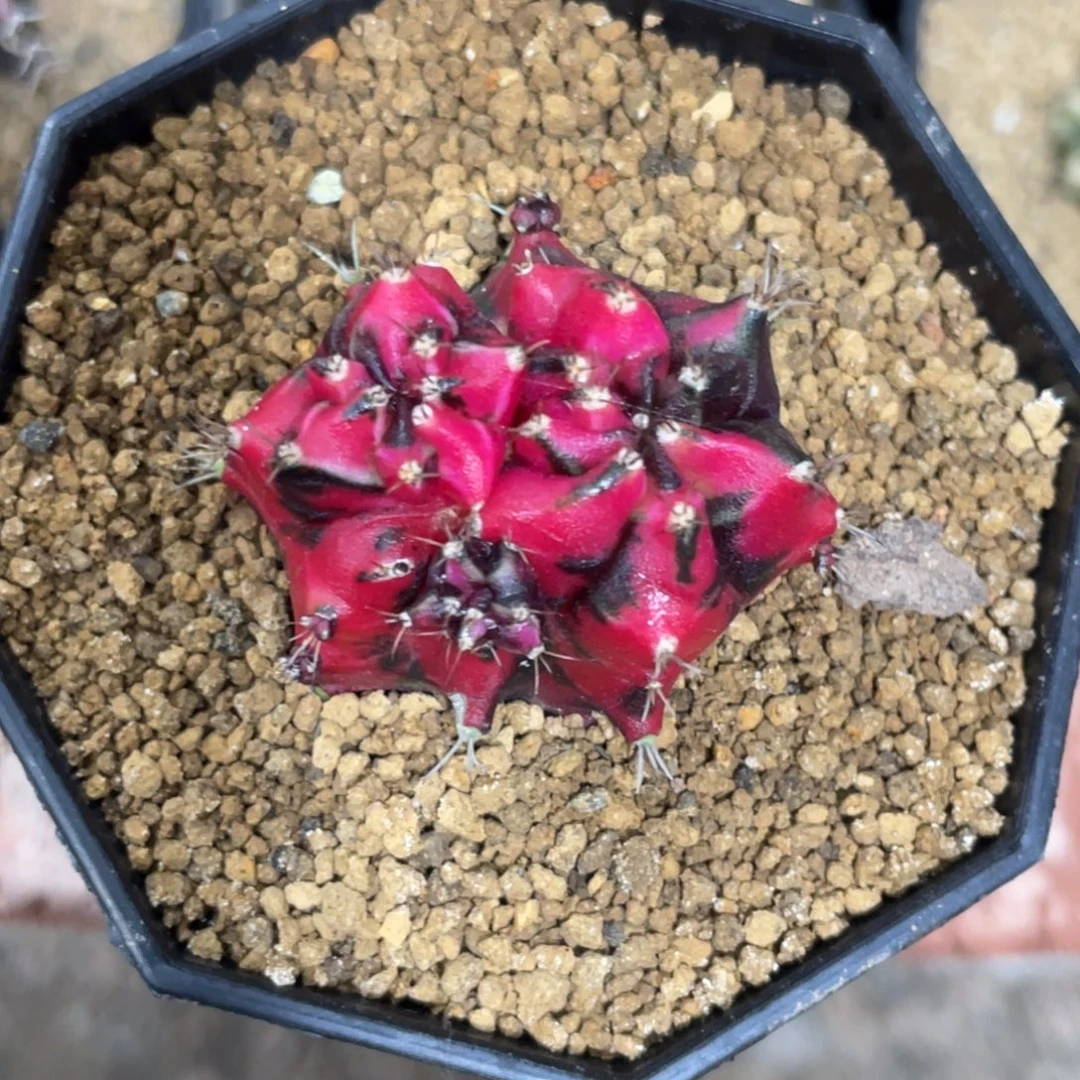 当前无花朵，栽培后可花朵双头黑红米哈锦