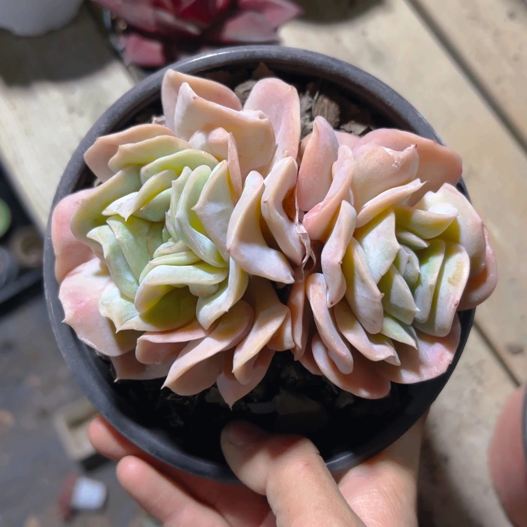 云瑶仙子12cm新疆包邮