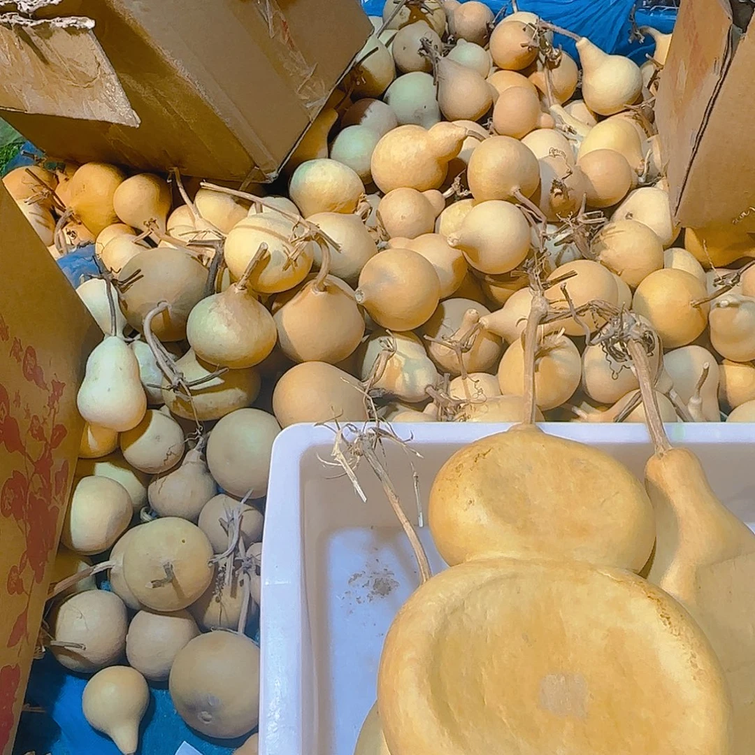 ****Y葫芦处理葫芦葫芦葫芦葫芦