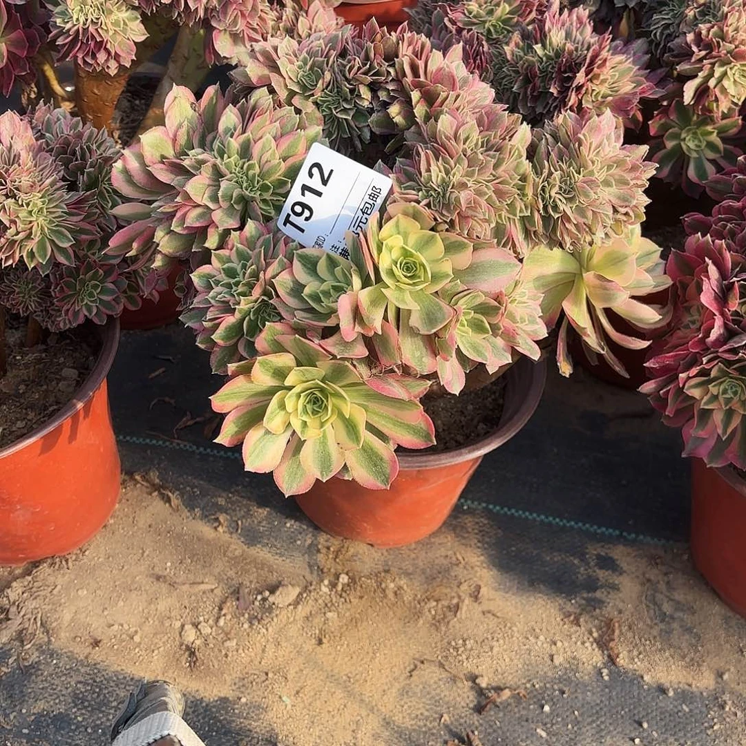 912粉女巫缀多肉植物