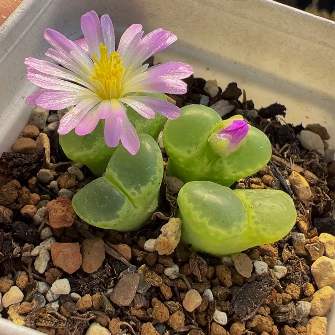 251多肉植物种类多样