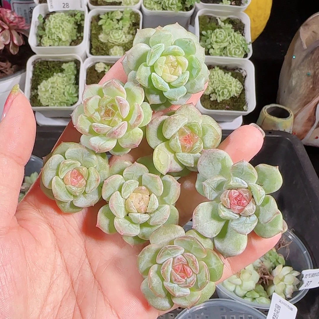 0814---89糖心珍妮