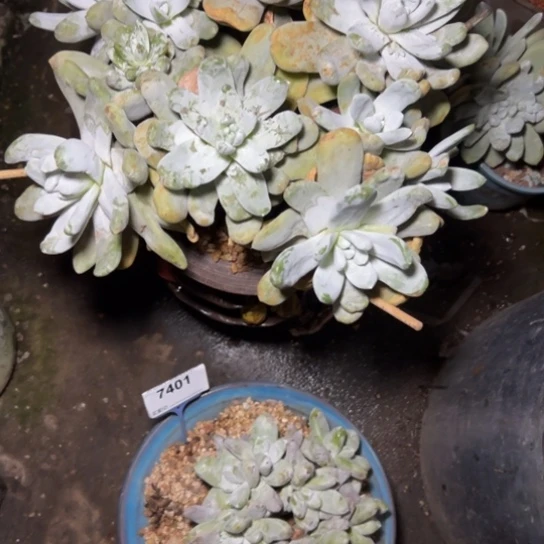 春****?谢谢姐姐～一物一拍7401多肉