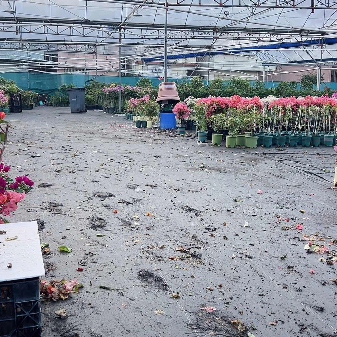 大部分花苞少量开放随机三角梅一棵