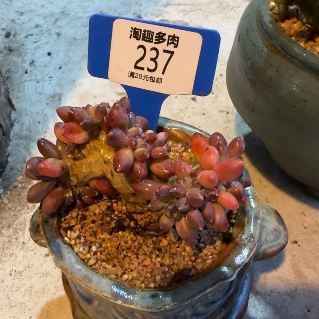 多肉植物千田子中