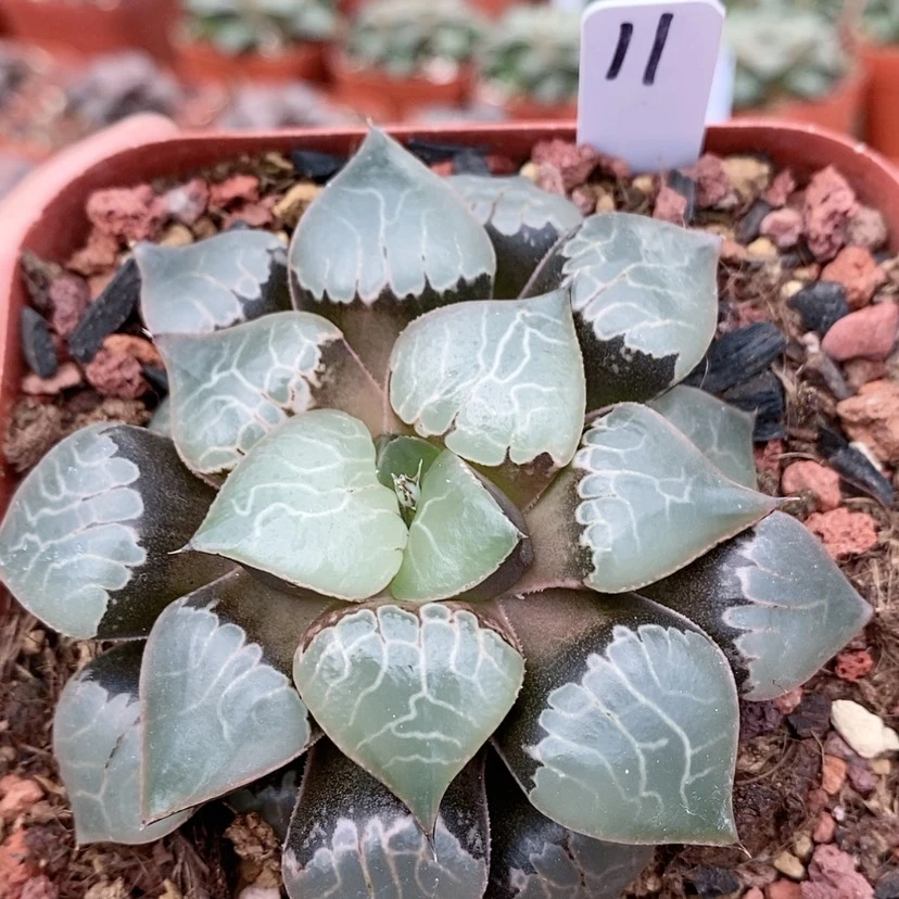 【闪购商品】11火凤凰克