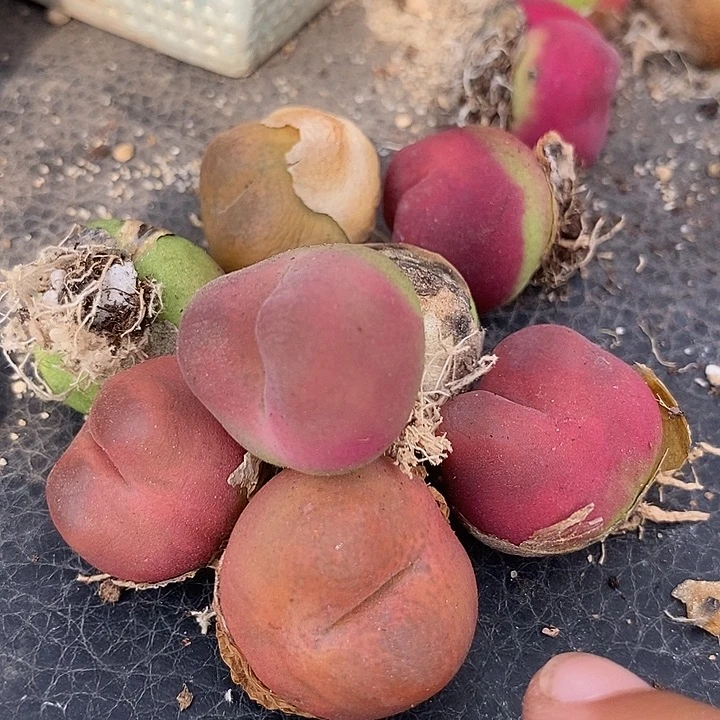 24540拉登体一颗