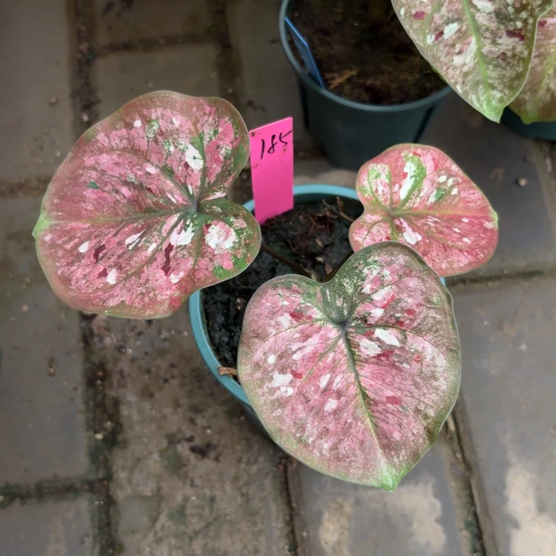 花木兰泰国彩叶芋185-0917