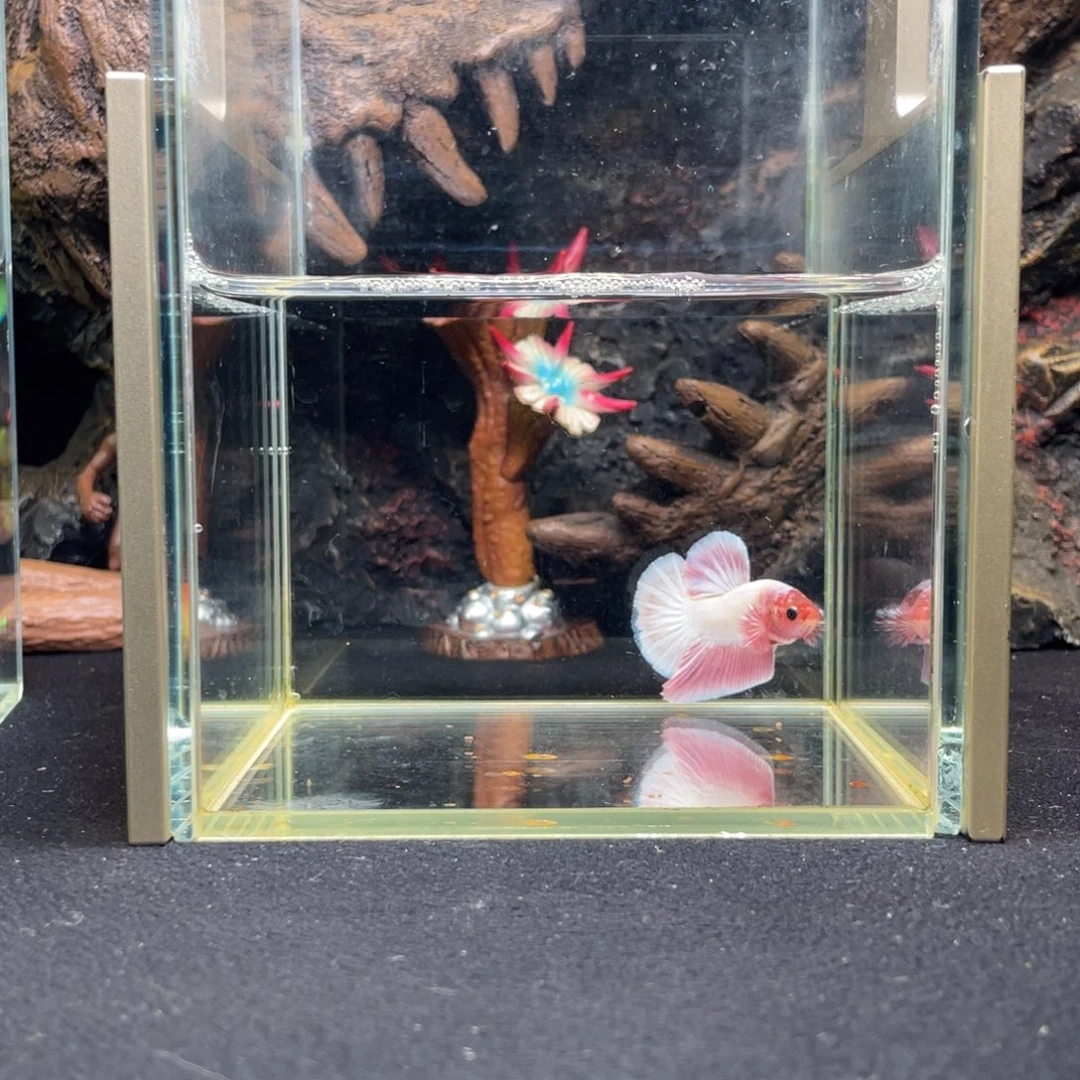 斗鱼十一月九日竞价