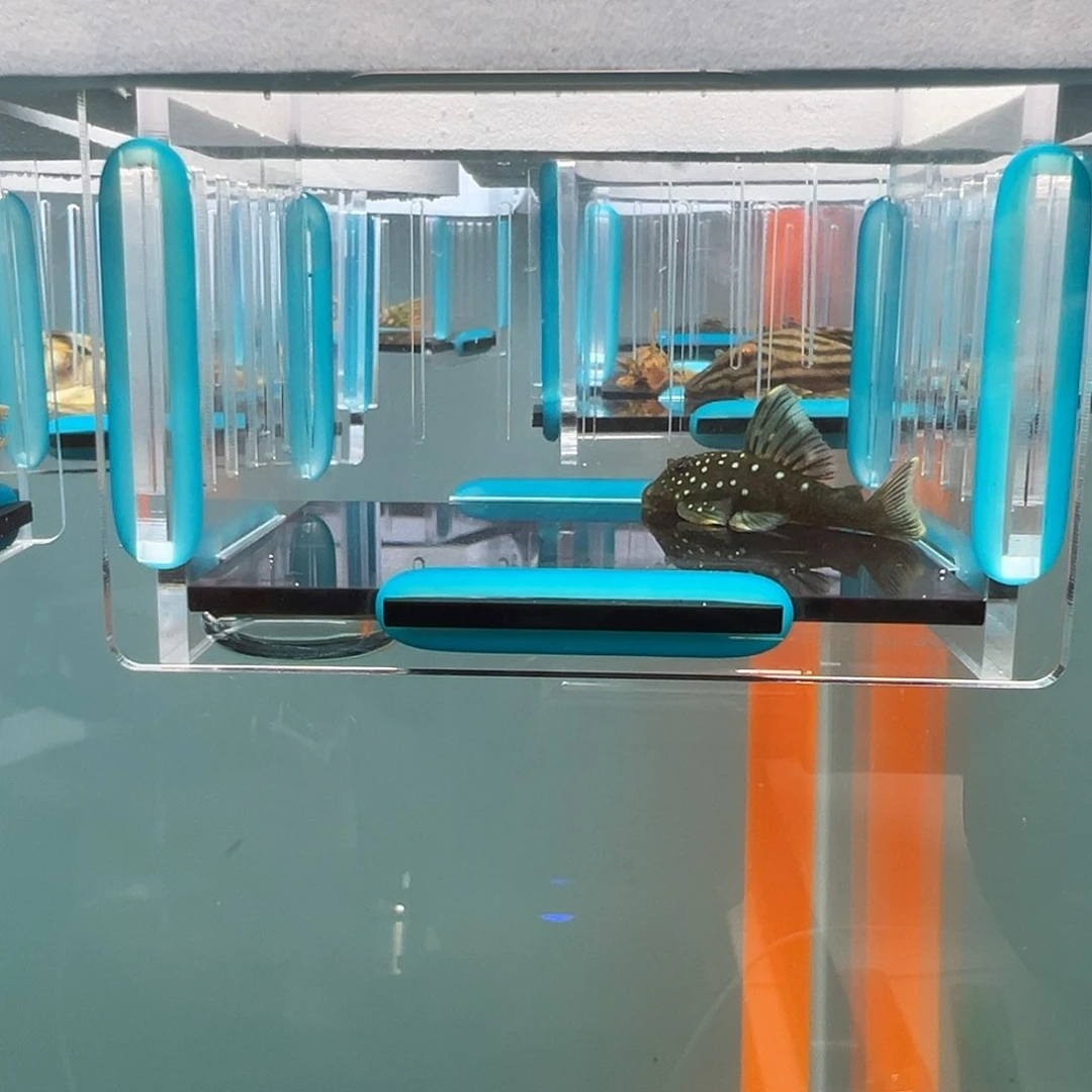 清道夫录完整开箱视频、入缸后不包损5