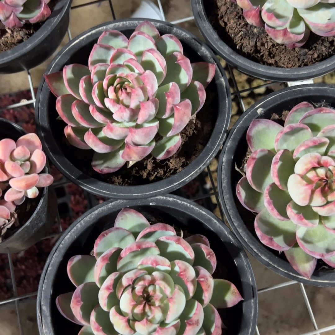 新疆包邮 惊鸿仙子