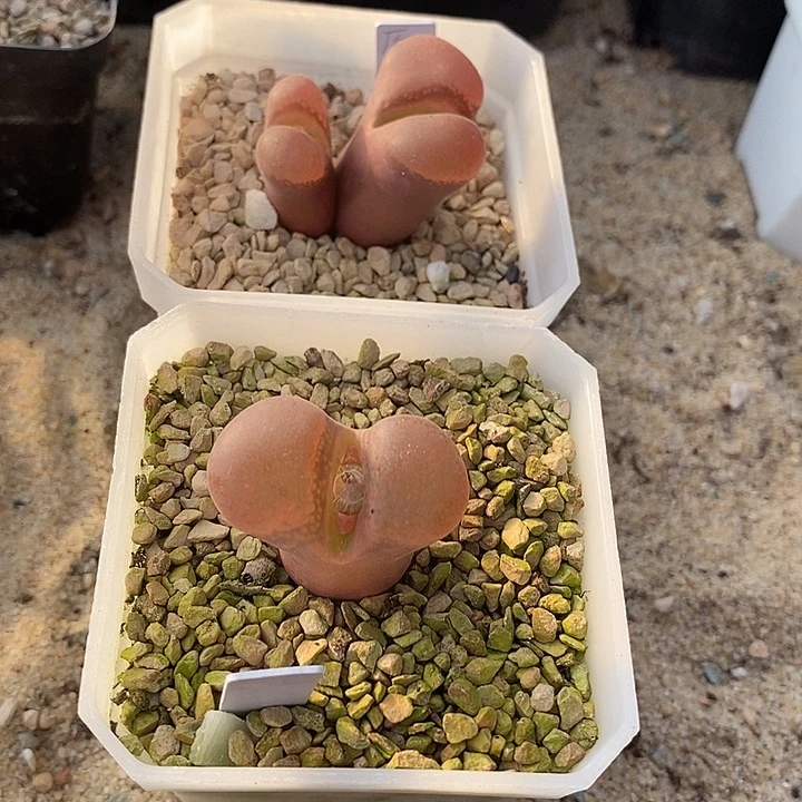 李*18517一组两颗c10原始母本