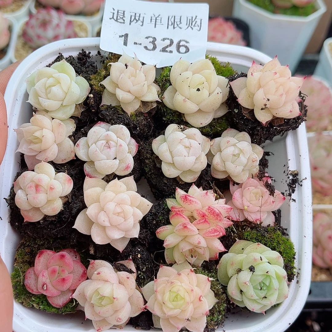 1-326 新疆西藏内蒙不发12.8包邮23公分多肉