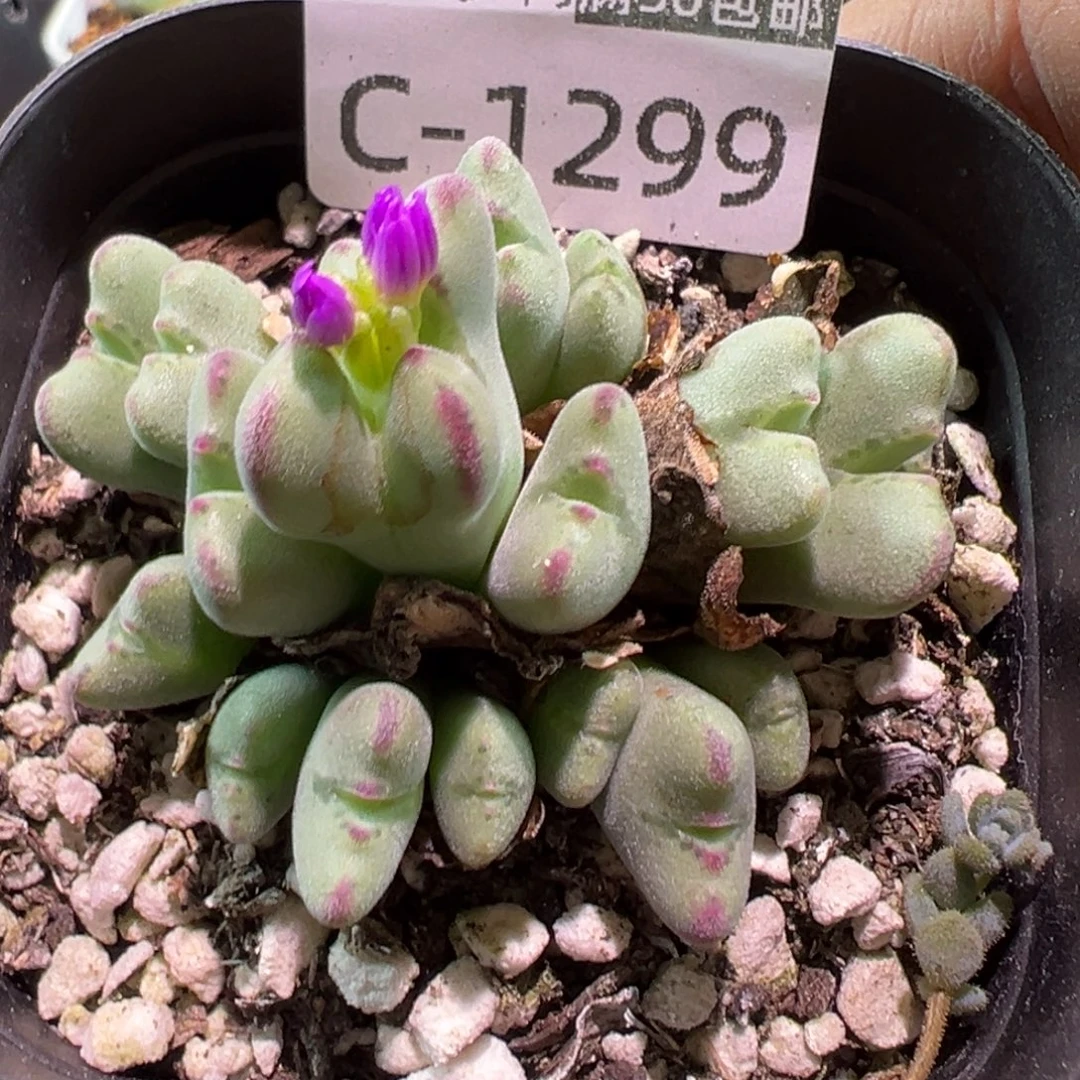 多肉植物1111111111111
