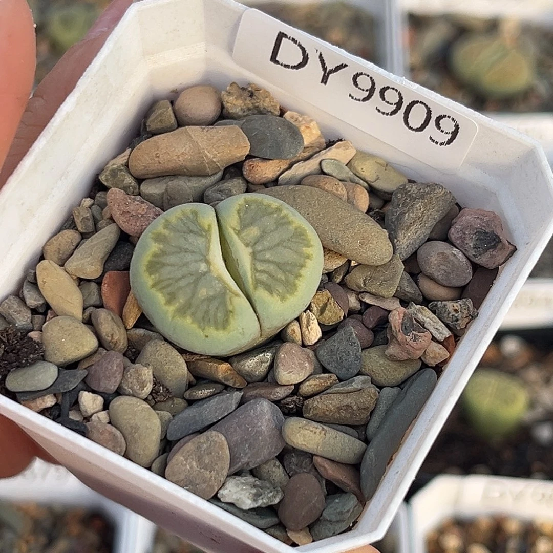 一物一拍绿菊9909
