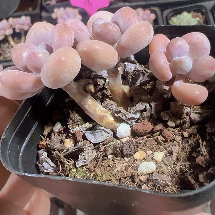 桃蛋精品多肉植物