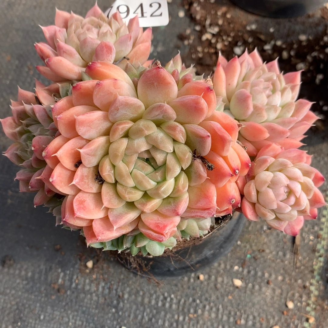 7942杂交多肉植物