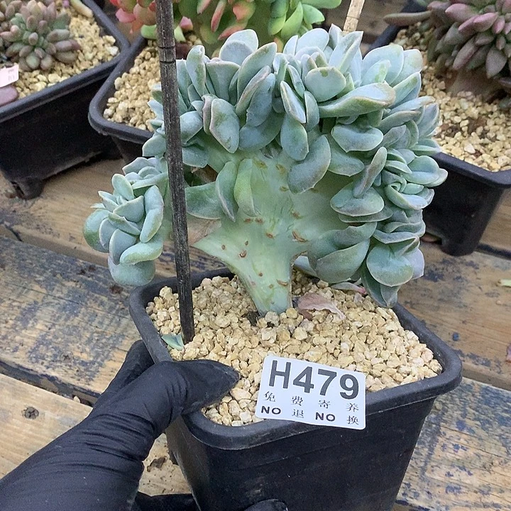 可爱玫瑰缀化返祖 非偏远38包邮 节后发
