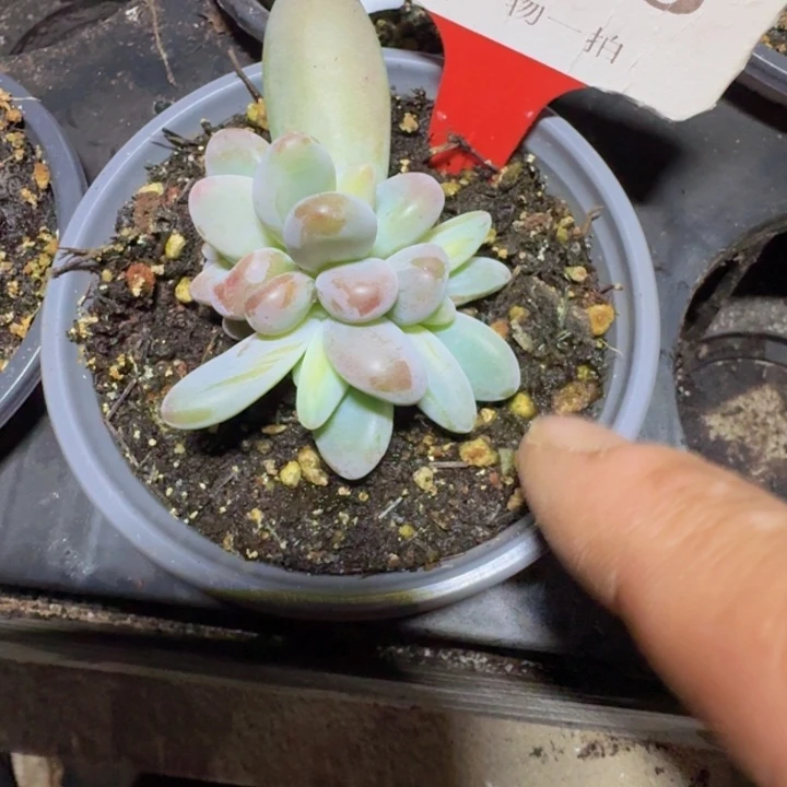 企鹅268多肉植物