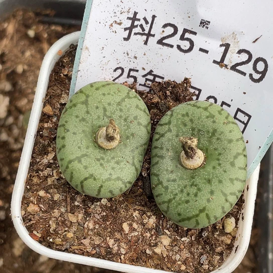 25-129荷叶安贞肉锥