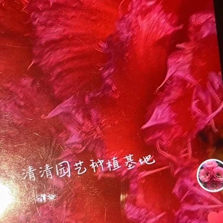 清清园艺侧牙仙人球瑕疵