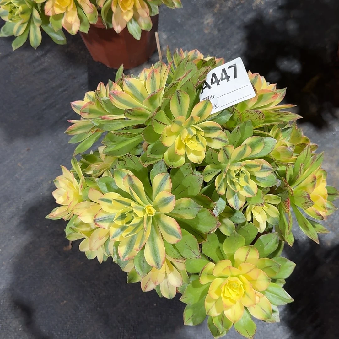 荷花多肉法师a447