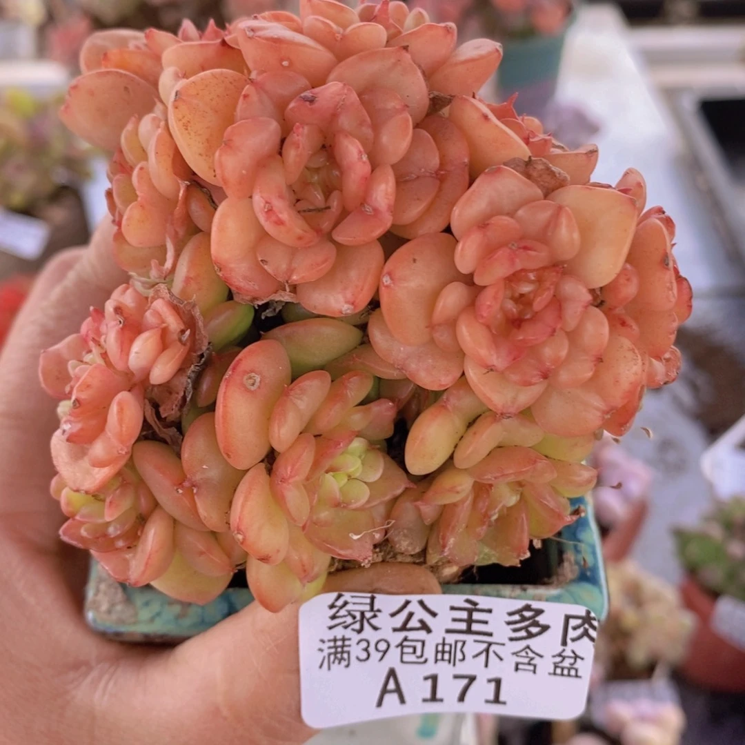 蜡牡丹7cm171多肉植物