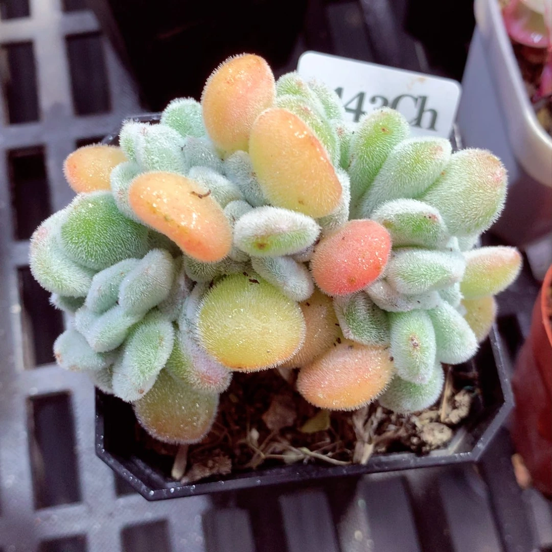 5厘米盆精控多肉3443