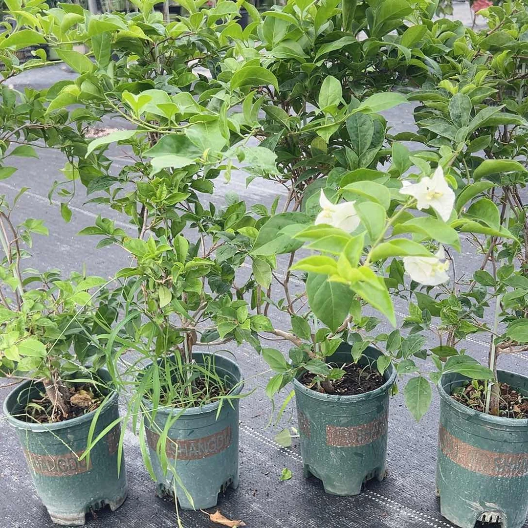 大部分开放少量花苞白雪公主一棵
