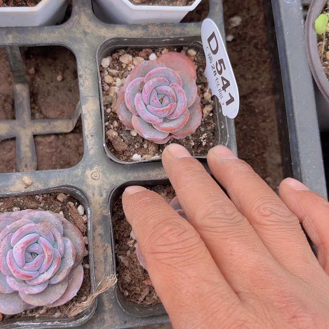 D541布鲁蓝一物一拍