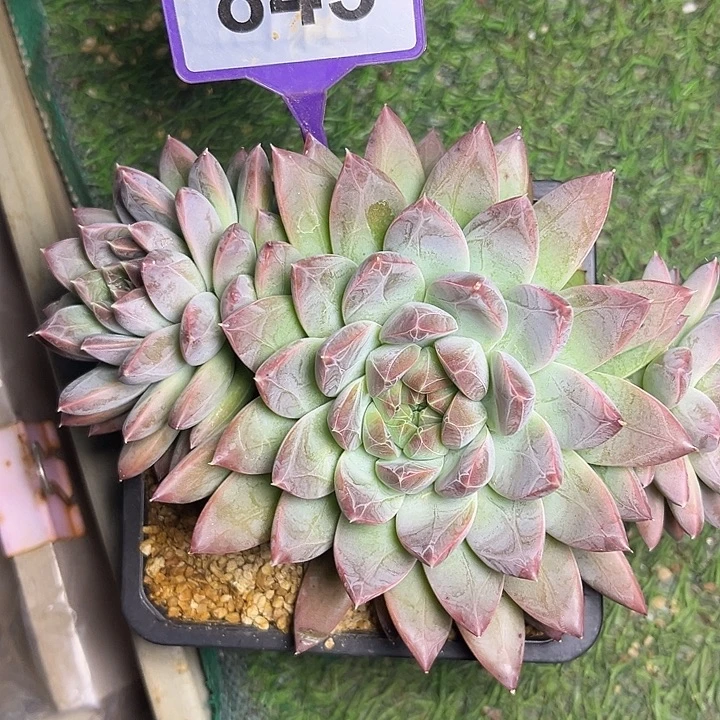 多肉植物娜美暗纹美人