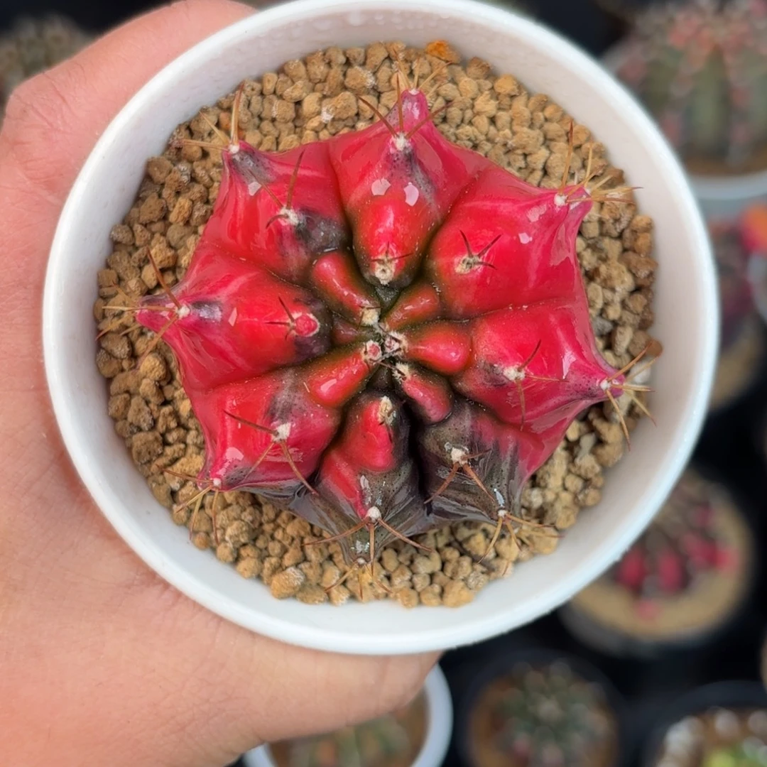 泰系米哈实生仙人球327