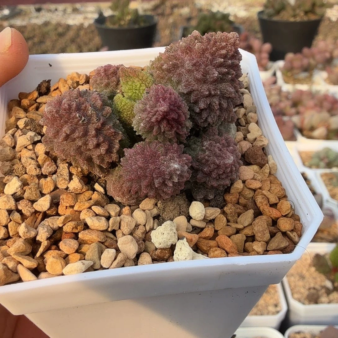 朱紫玉