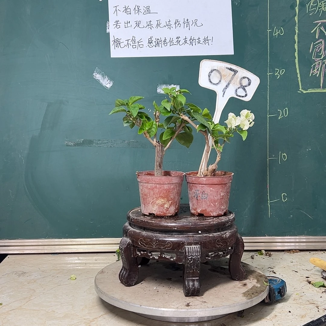 完全开放 绿叶五宝掌中宝 牙买加白掌中宝 078