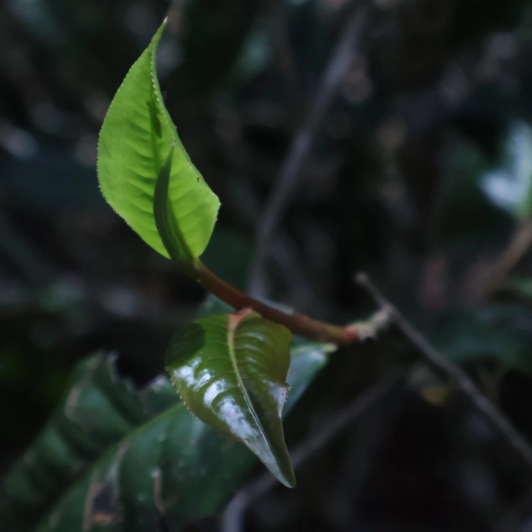 2005年易武顺时兴