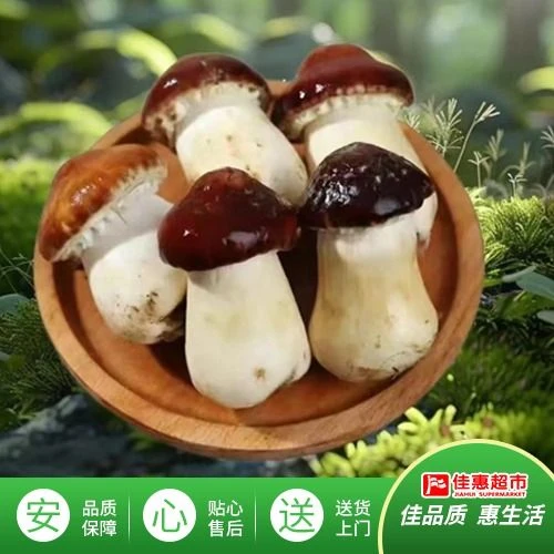 赤松茸/约300g/份