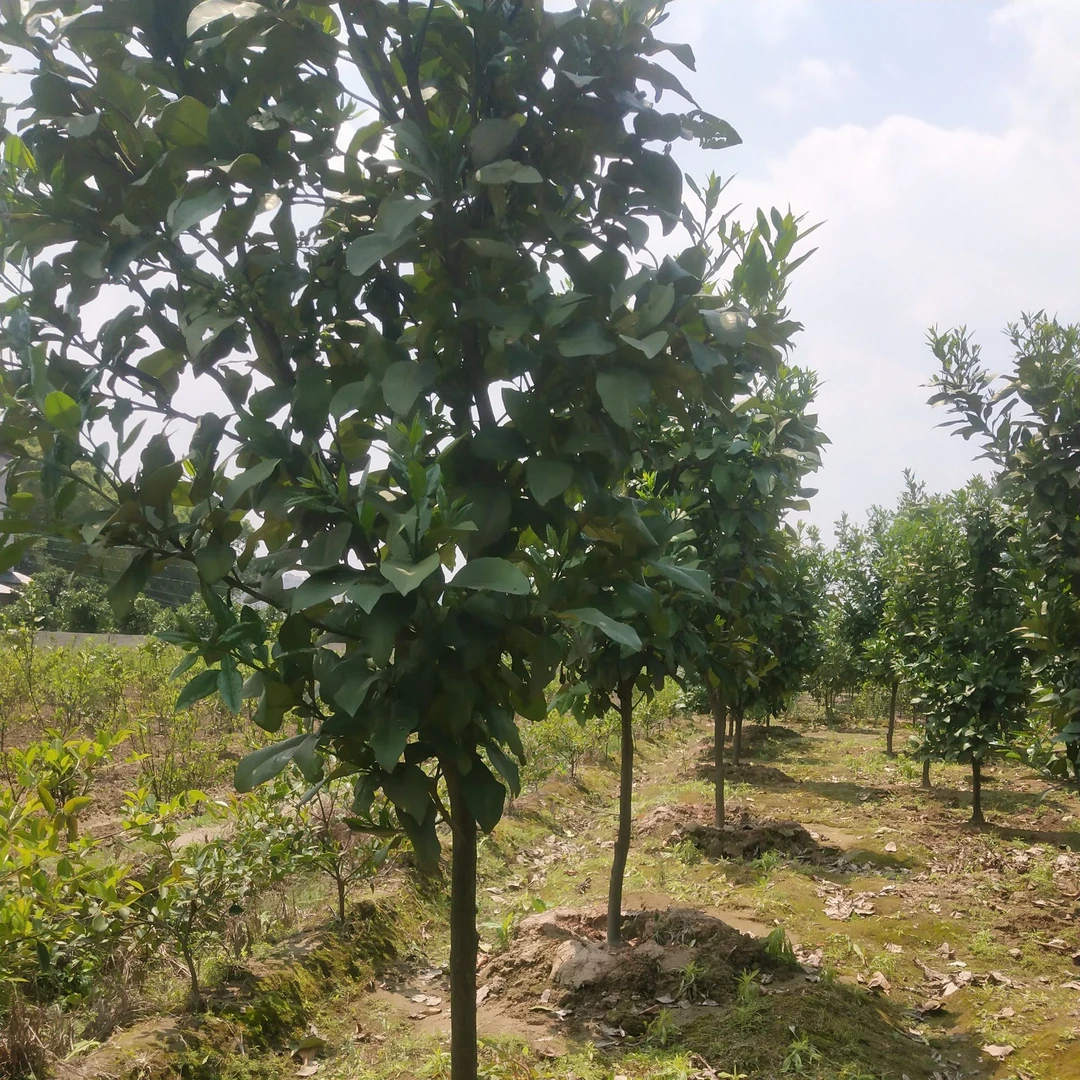 江西大南镇马家柚苗可地栽可盆栽柑橘类柚子苗原产地发货