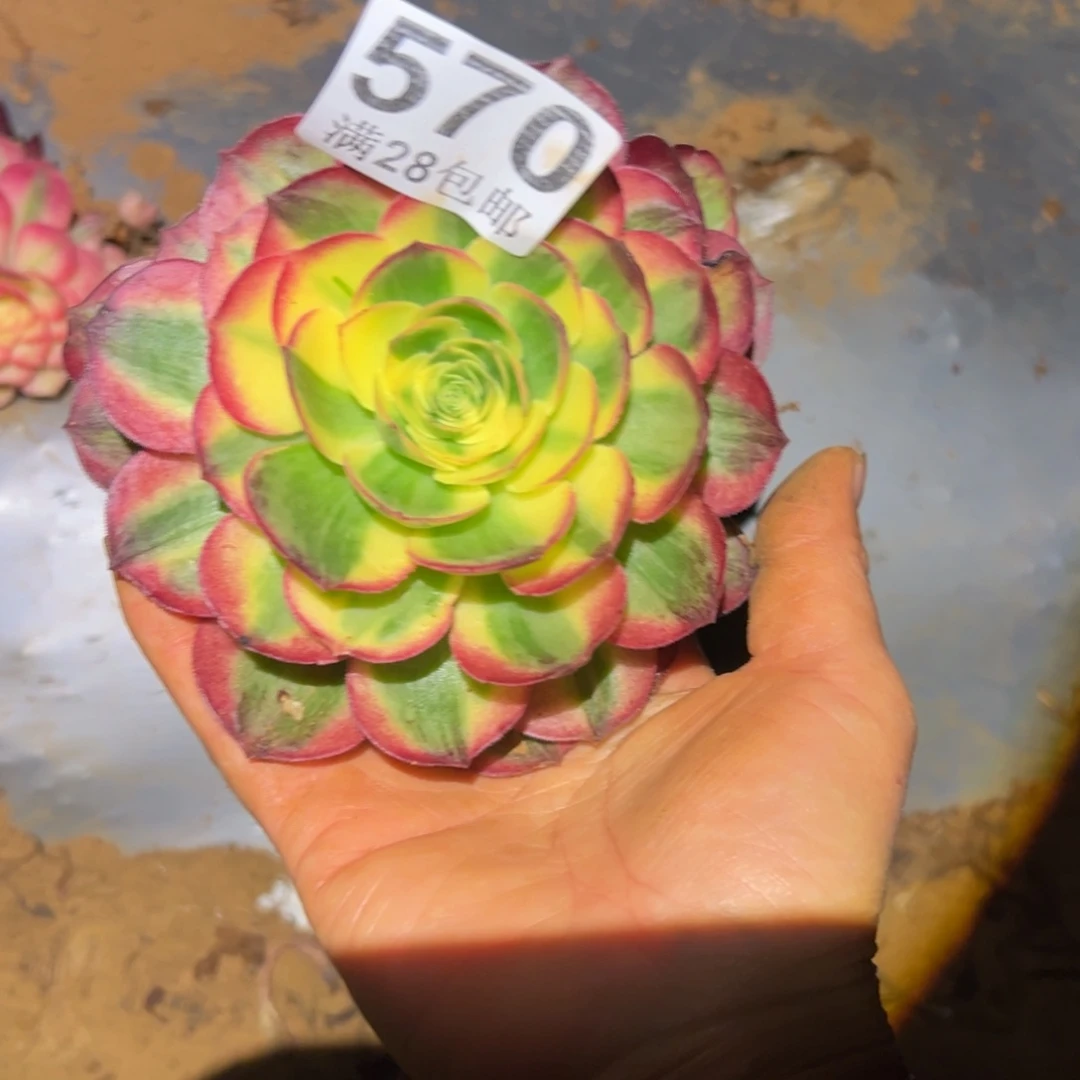 多肉植物570无售后