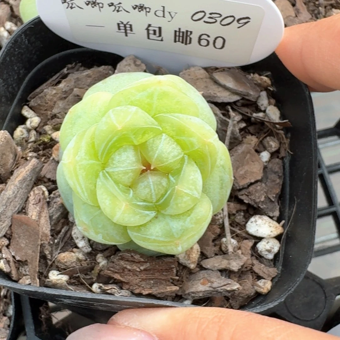 聂*策0309-060-素颜单头