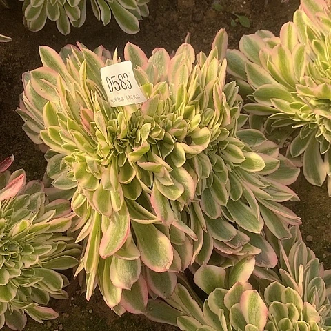 583女巫缀化多肉法师