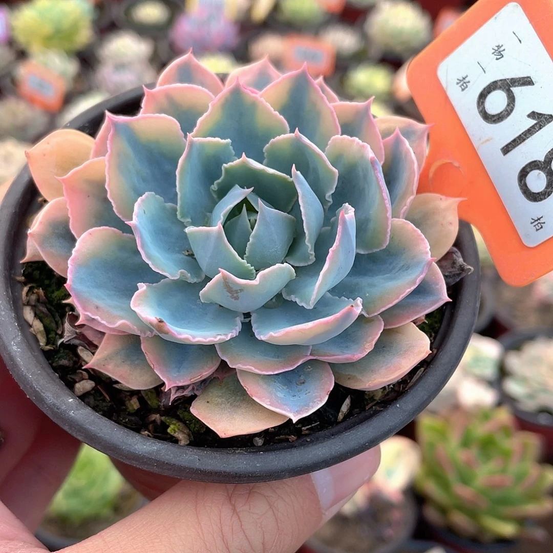 蓝色苍鹭锦618号多肉