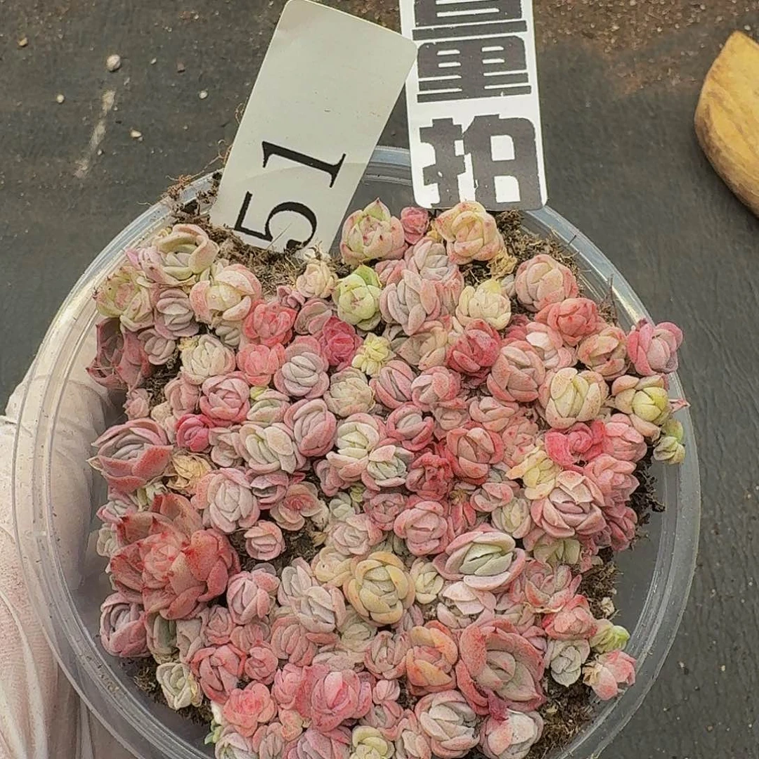 多肉植物多肉植物51量拍