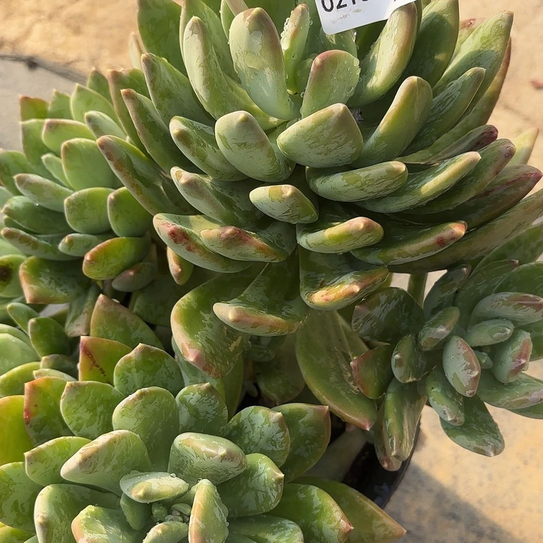 同温层多肉181海洋之心