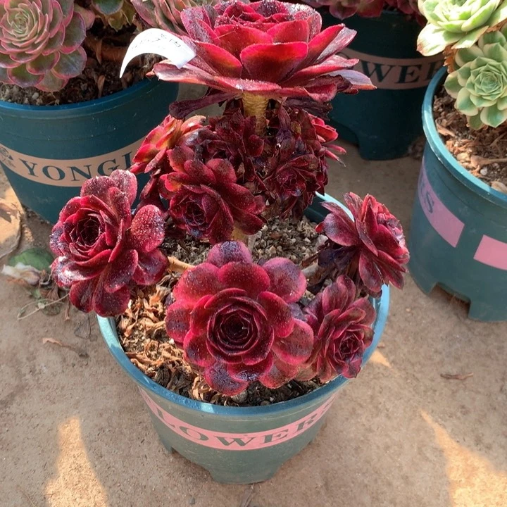 1052墨染多肉植物特价不售后