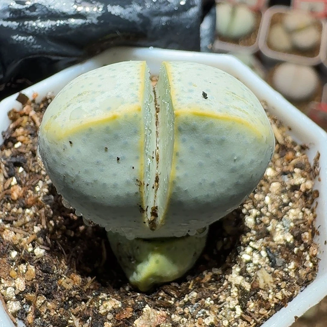 生石花等11111111。 281