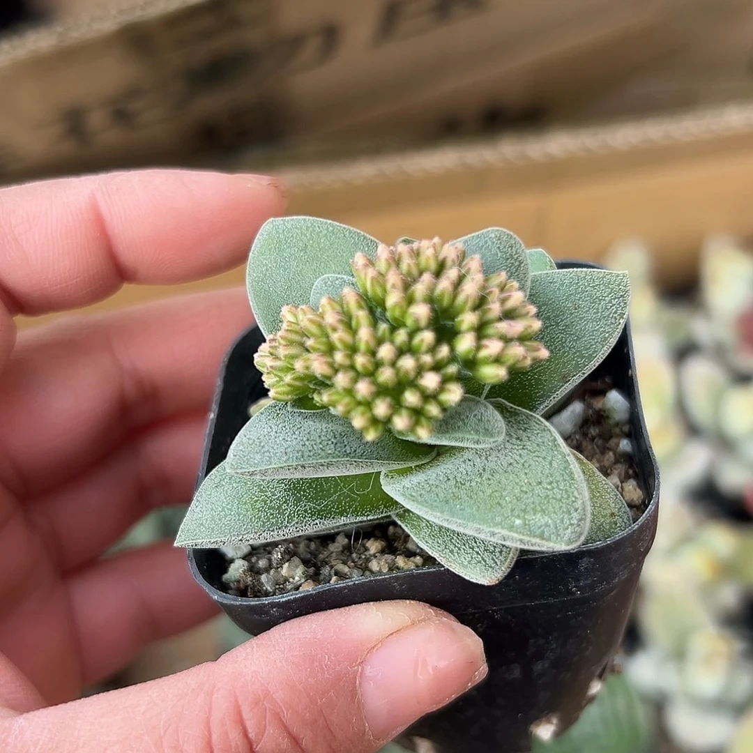 多肉植物多肉植物