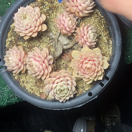 少****罗63///////////////