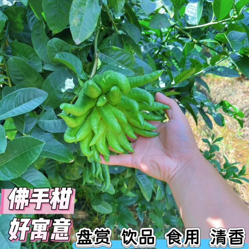 正宗无改良清新佛手柑水培干培植物可观赏闻香的新鲜佛手果饮品果